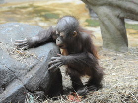 Фото Борнейский орангутан