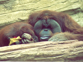 Борнейский орангутан Борнейский орангутан