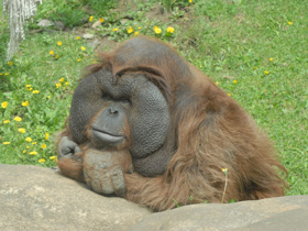 Фото Борнейский орангутан