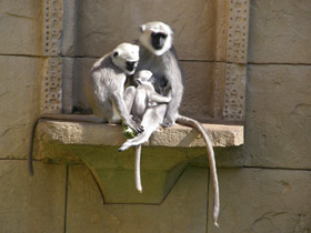 Фото Хануман