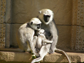 Фото Хануман