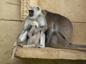 Фото Хануман