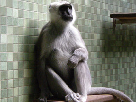 Фото Хануман