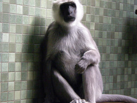 Фото Хануман