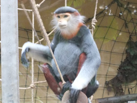 Фото Немейский тонкотел