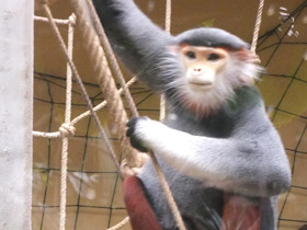 Фото Немейский тонкотел