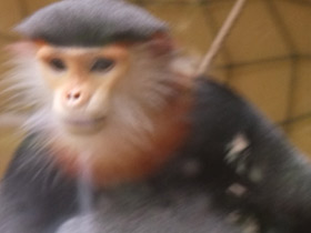 Фото Немейский тонкотел