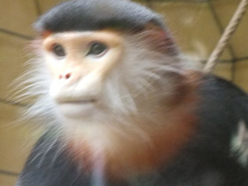 Фото Немейский тонкотел