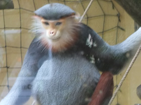 Фото Немейский тонкотел