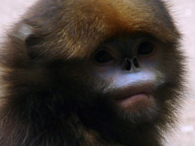 Смотреть фото Чёрный ринопитек Фото Чёрный ринопитек