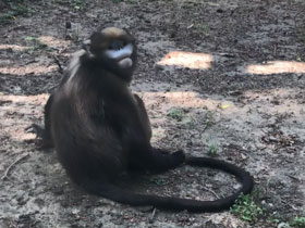 Фото Гуйчжоуский ринопитек