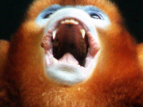 Фото Рокселланов ринопитек