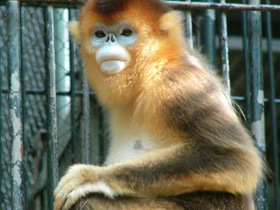 Фото Рокселланов ринопитек