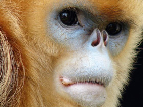 Фото Рокселланов ринопитек