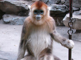 Фото Рокселланов ринопитек