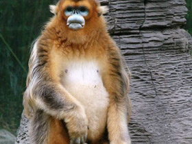 Фото Рокселланов ринопитек