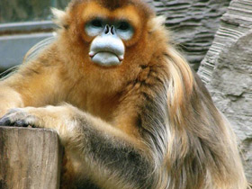 Фото Рокселланов ринопитек