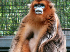 Фото Рокселланов ринопитек