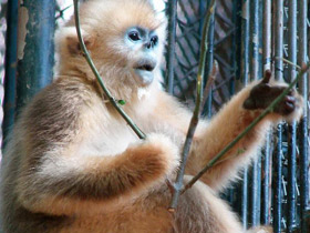 Фото Рокселланов ринопитек