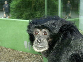 Фото Сиаманг