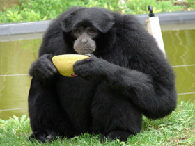 Фото Сиаманг