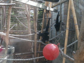 Фото Сиаманг