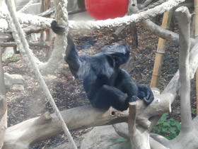 Фото Сиаманг