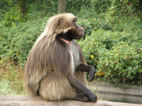 Фото Гелада