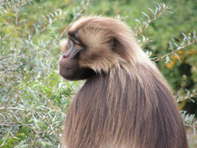 Фото Гелада
