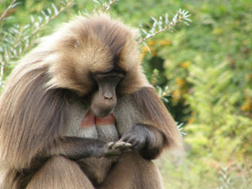 Фото Гелада