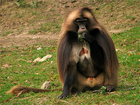 Фото Гелада