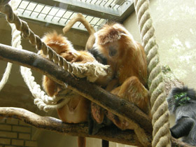 Фото Яванский лангур