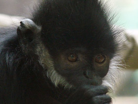 Фото Тонкинский гульман