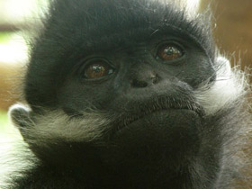 Фото Тонкинский гульман