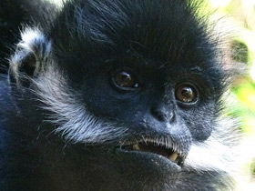 Фото Тонкинский гульман