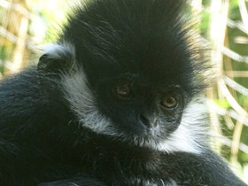 Фото Тонкинский гульман