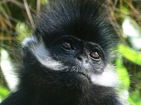 Фото Тонкинский гульман