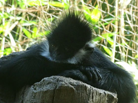 Фото Тонкинский гульман