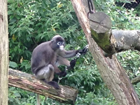 Фото Очковый тонкотел