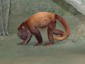 Смотреть фото Рыжий ревун Фото Рыжий ревун