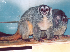 Фото Ночная обезьяна