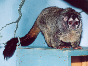 Фото Ночная обезьяна