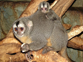 Смотреть фото Боливийская мирикина Фото Боливийская мирикина