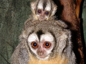 Смотреть фото Боливийская мирикина Фото Боливийская мирикина