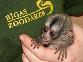 Смотреть фото Боливийская мирикина Фото Боливийская мирикина