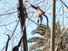 Фото Колумбийская коата