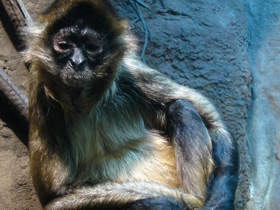 Фото Коата Жоффруа