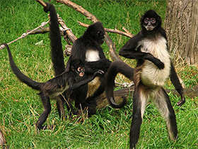 Фото Коата Жоффруа