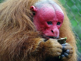 Фото Уакари