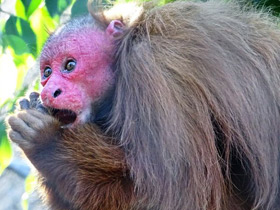 Фото Уакари